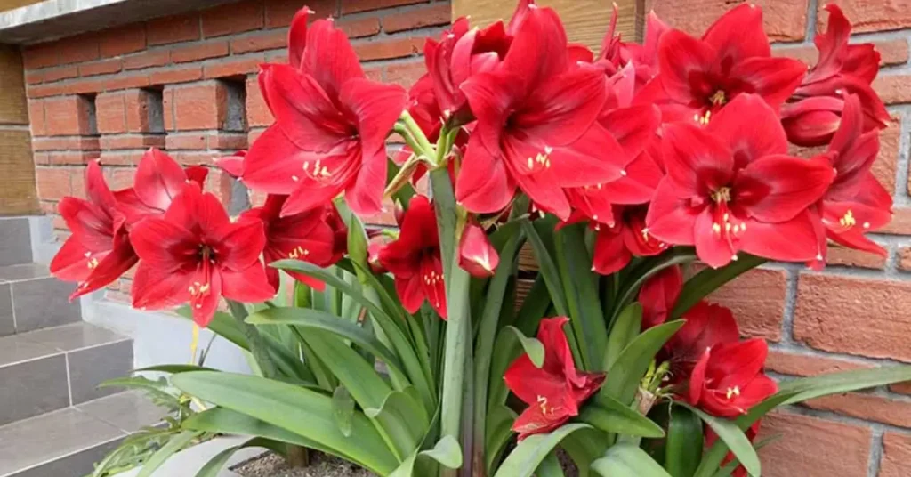 Can You Plant Amaryllis Outside
