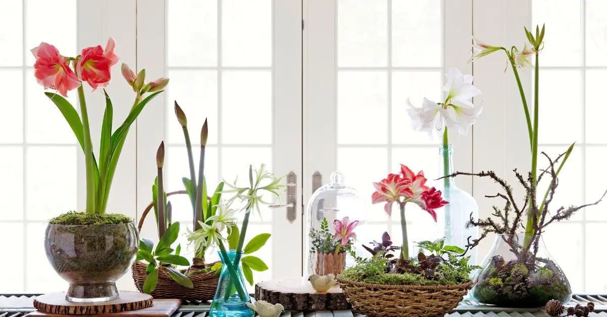 Can You Plant Amaryllis Outside