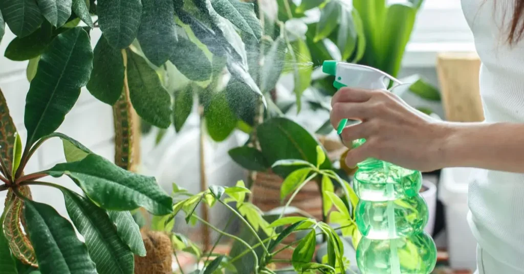 Can You Spray Rubbing Alcohol on Plants