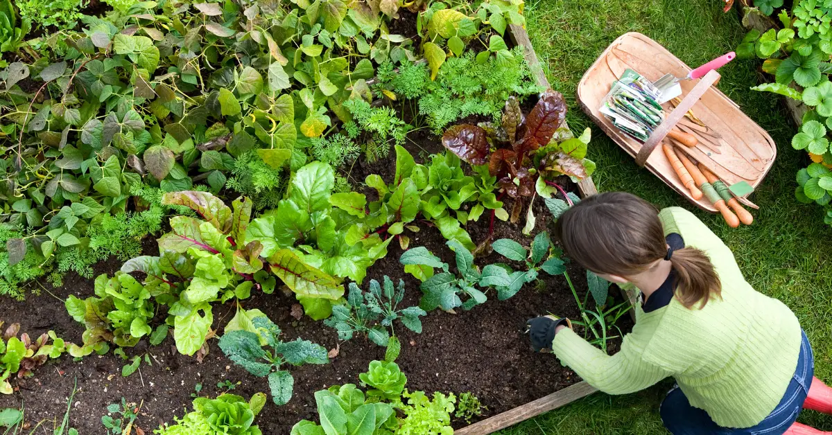 Can You Spray Rubbing Alcohol on Plants