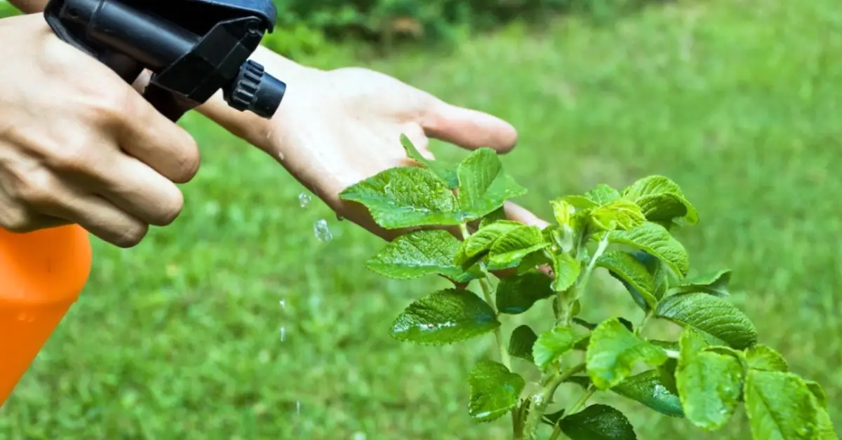 Can You Spray Rubbing Alcohol on Plants