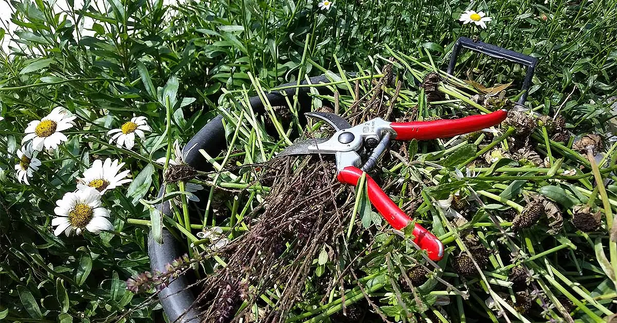 Eco‑Friendly Fall Garden Tips