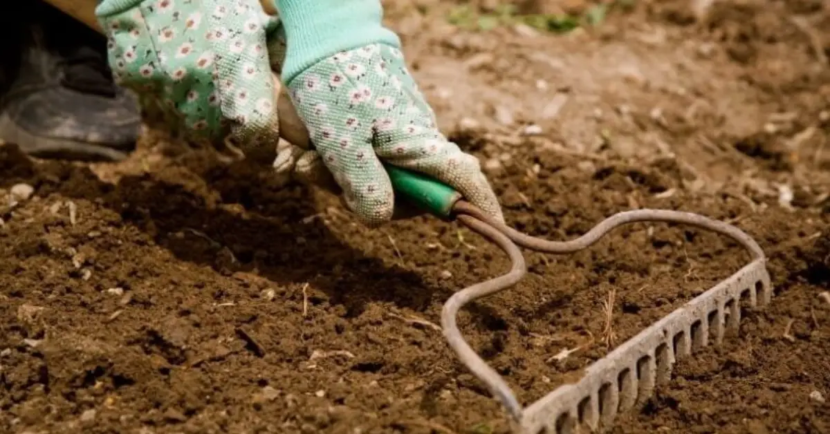 Flower Seeds You Can Plant in November