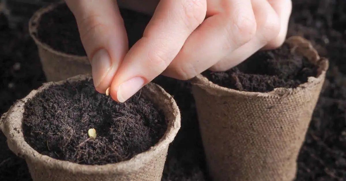 Flower Seeds You Can Plant in November
