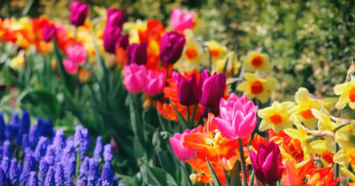 Flower Seeds You Can Plant in November