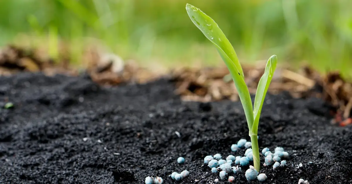Gardening Tips from Grandparents