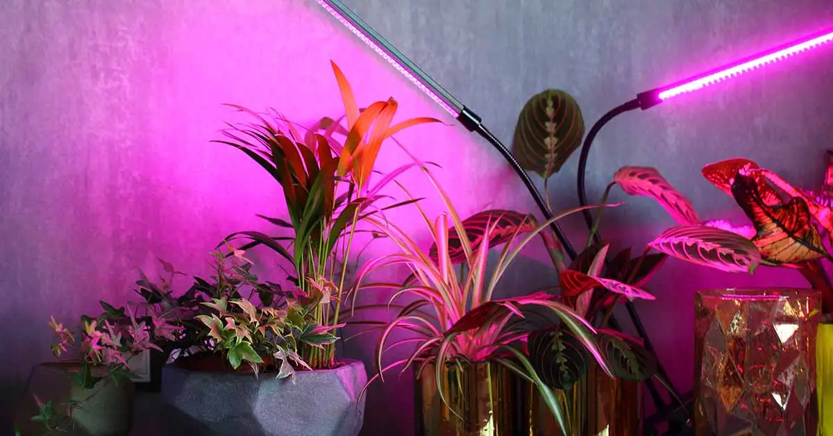 Grow Light Duration for Indoor Plants