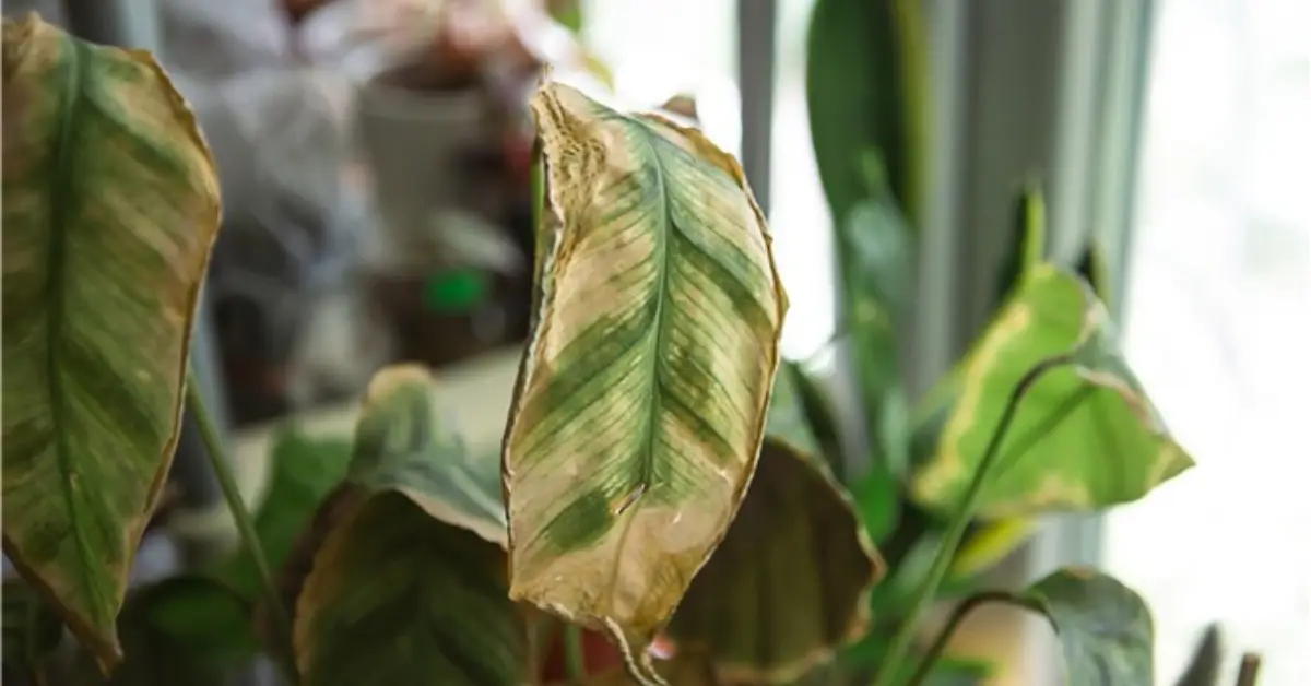 Grow Light Duration for Indoor Plants