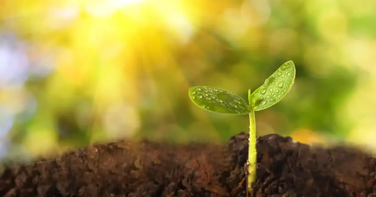 How Much Sunlight Do Indoor Plants Really Need