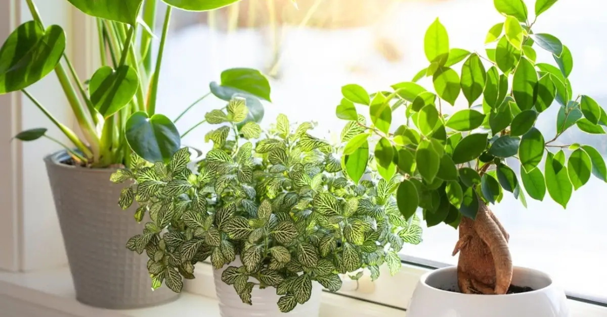 How Much Sunlight Do Indoor Plants Really Need