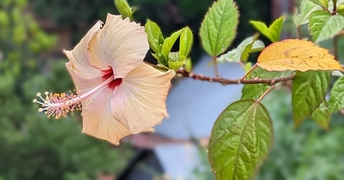 How to Cut Back Hibiscus in Winter