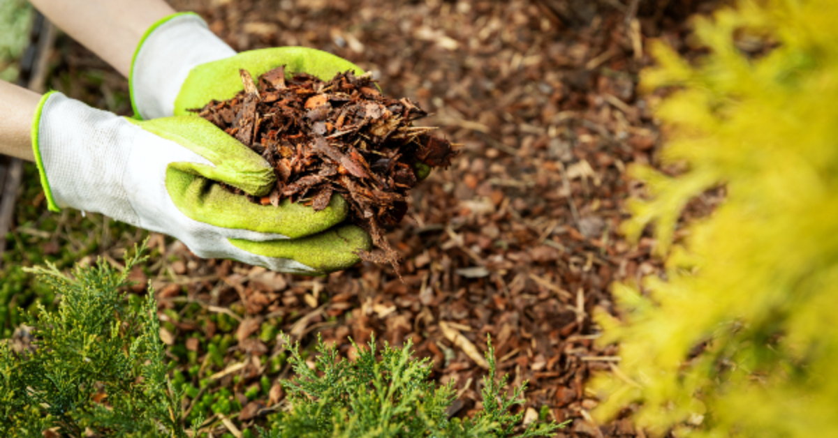 How to Cut Back Hibiscus in Winter