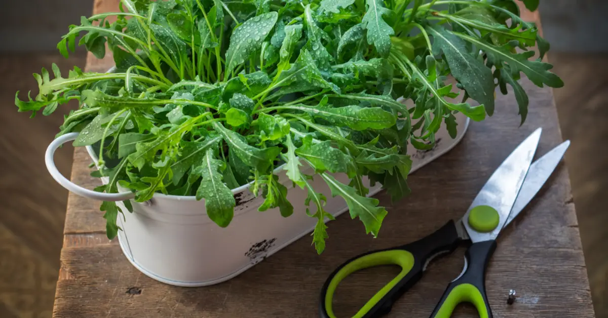 How to Grow Arugula Indoors All Year