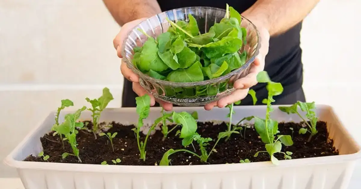 How to Grow Arugula Indoors All Year