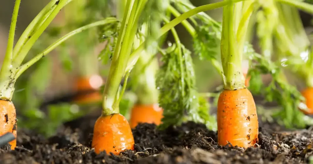How to Grow Carrots at Home