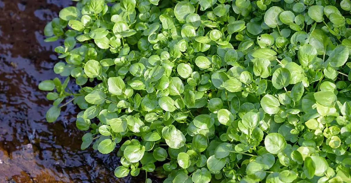 How to Grow Cress Indoors
