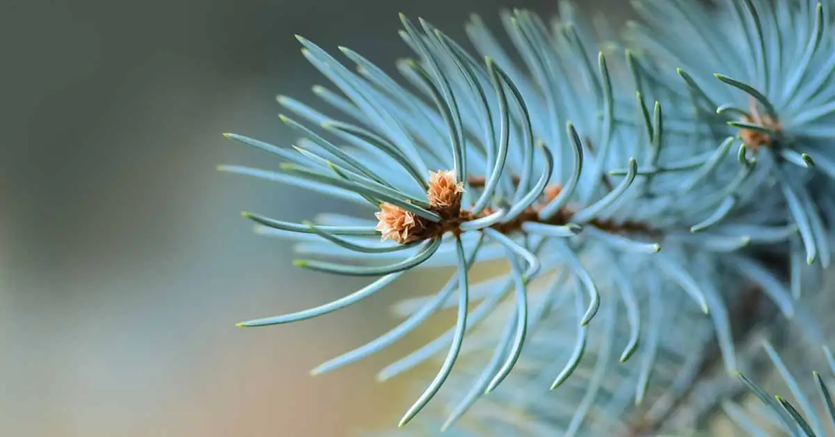 How to Keep Your Blue Spruce Silvery Blue