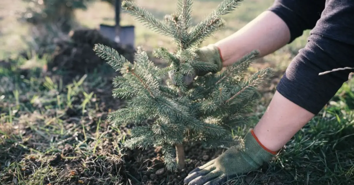 How to Keep Your Blue Spruce Silvery Blue