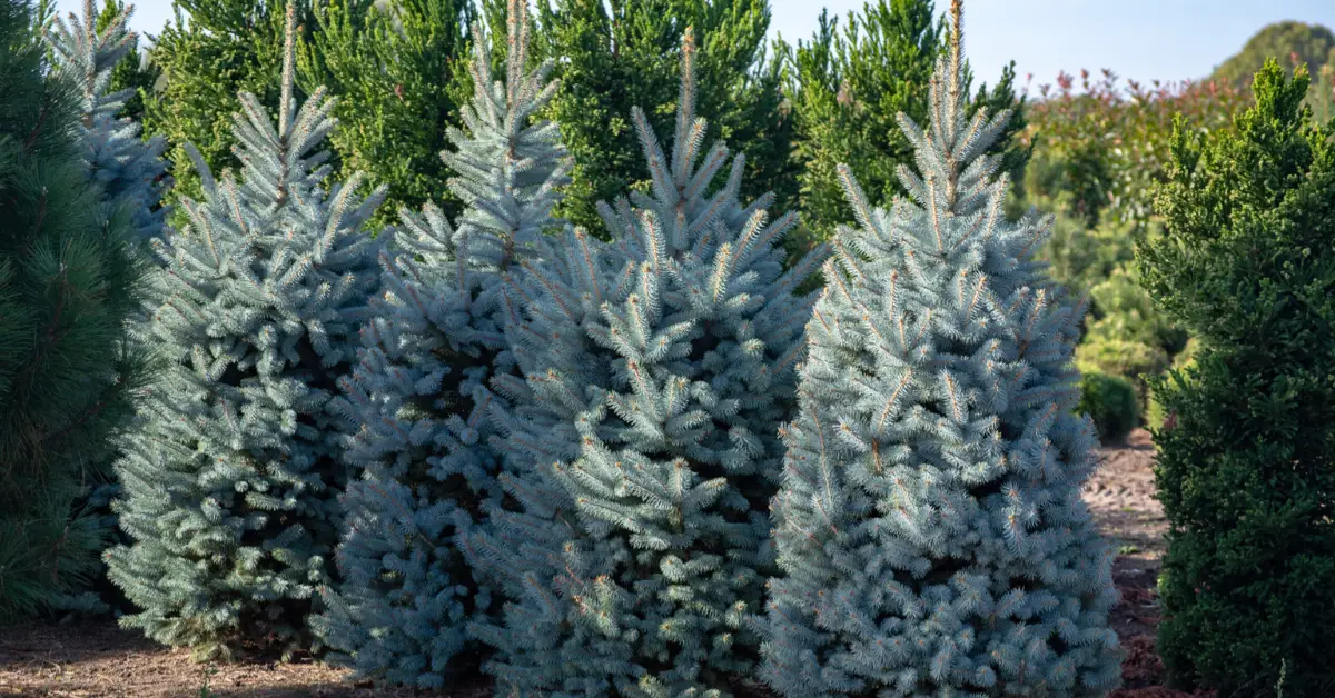 How to Keep Your Blue Spruce Silvery Blue