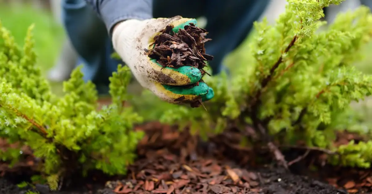 How to Prepare Your Garden for Winter