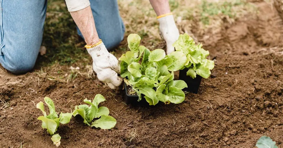 How to Prepare Your Garden for Winter