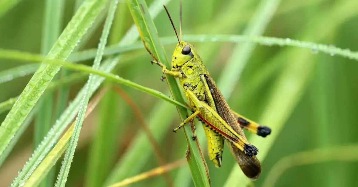 How to Protect Your Plants from Grasshoppers Without Chemicals