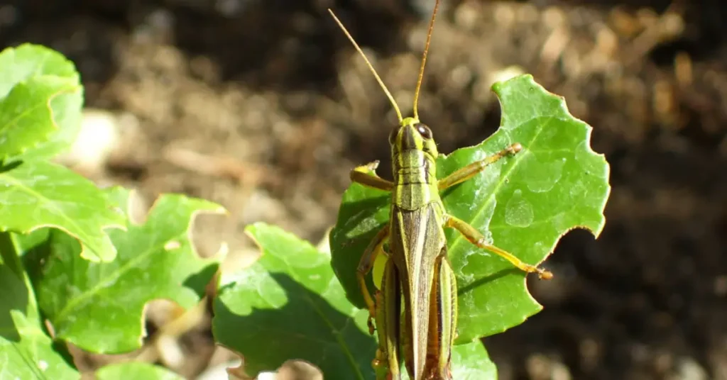 How to Protect Your Plants from Grasshoppers Without Chemicals