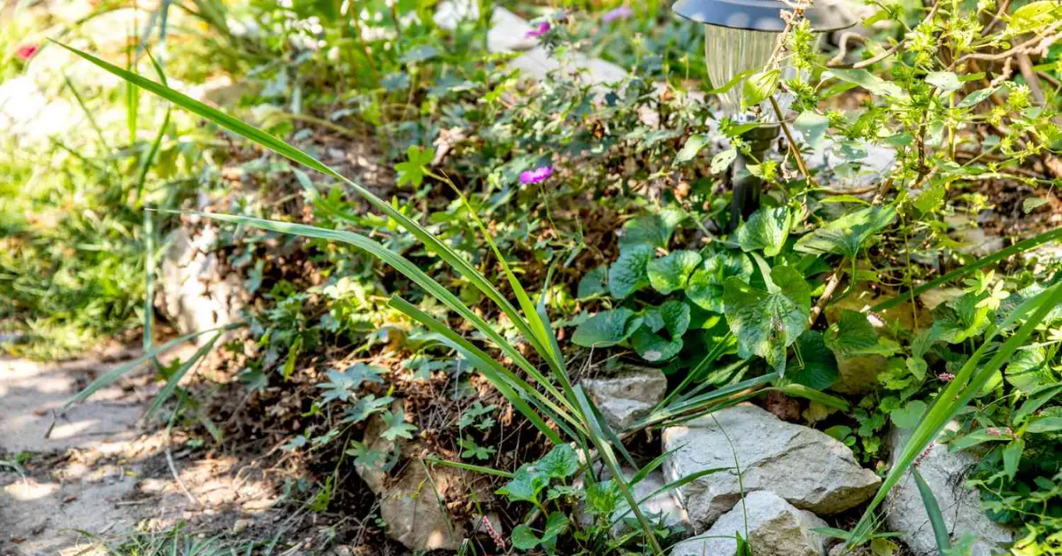 How to Protect Your Plants from Grasshoppers Without Chemicals