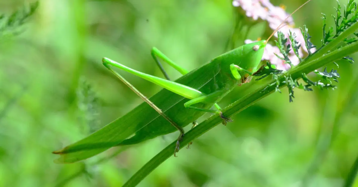 How to Protect Your Plants from Grasshoppers Without Chemicals