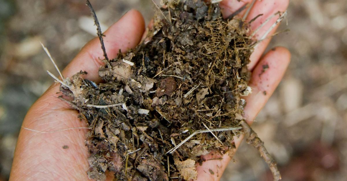 How to Use Fallen Leaves in Your Garden