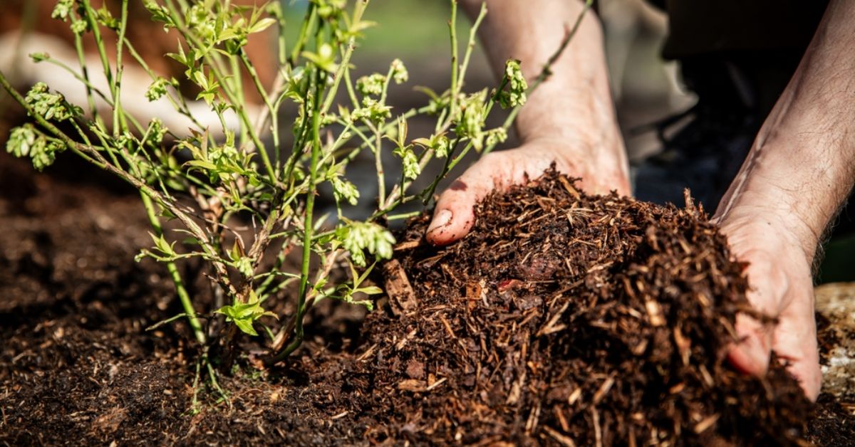 How to Use Fallen Leaves in Your Garden