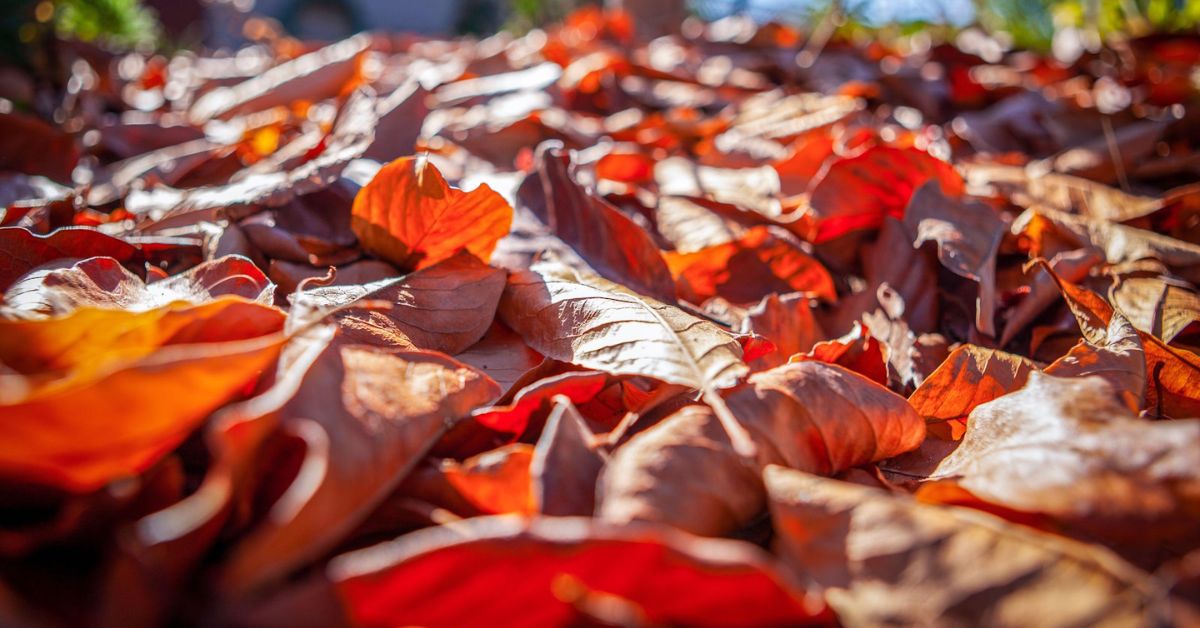 How to Use Fallen Leaves in Your Garden
