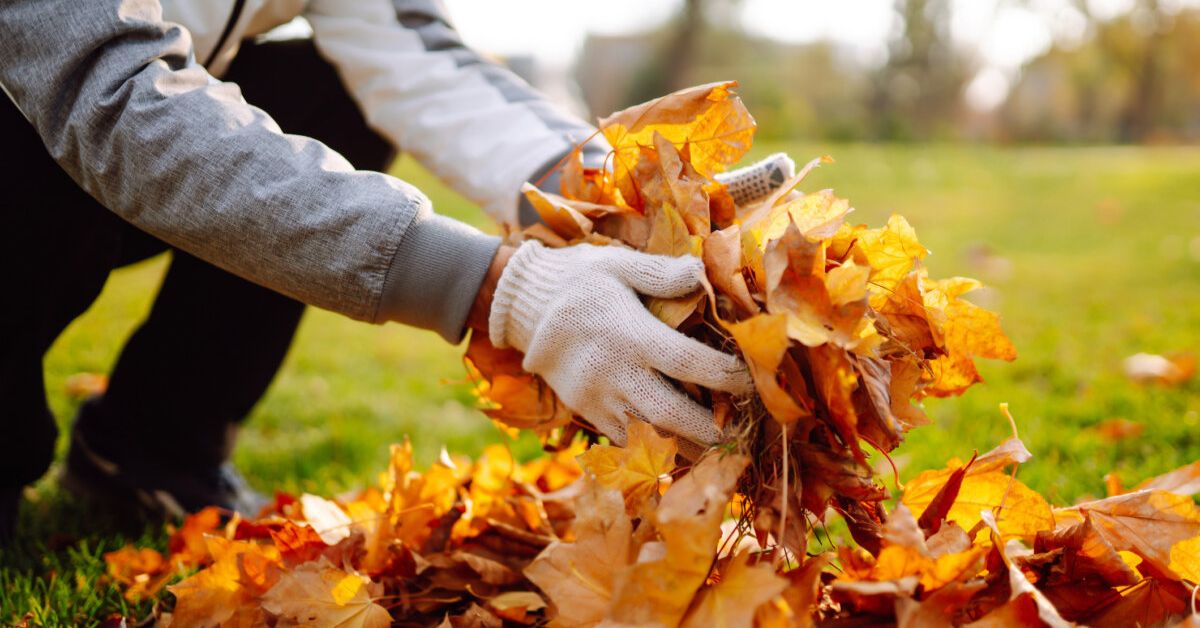 How to Use Fallen Leaves in Your Garden