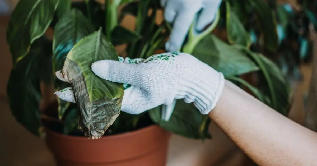 Is a Grow Light Considered Direct or Indirect Light for Houseplants