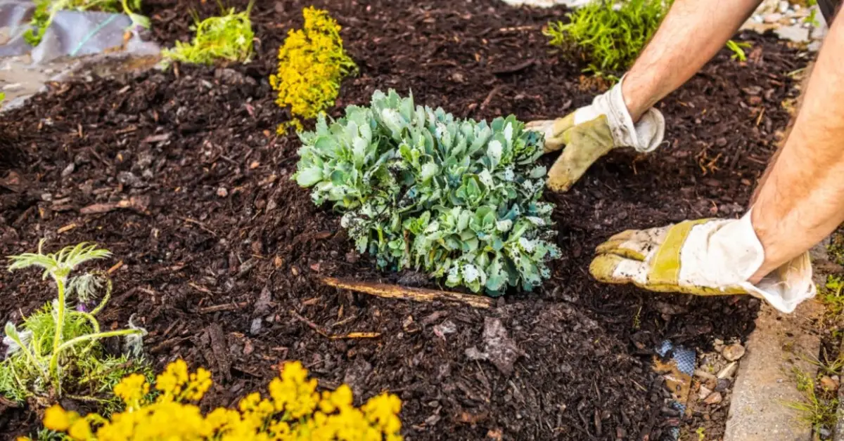 Set and Forget Garden Jobs for November