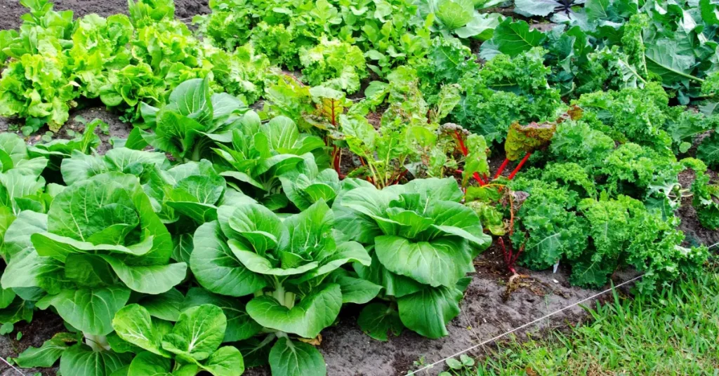 Set and Forget Garden Jobs for November