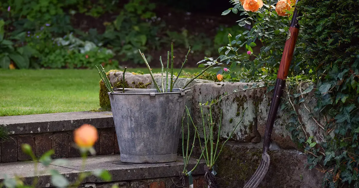 Set and Forget Garden Jobs for November