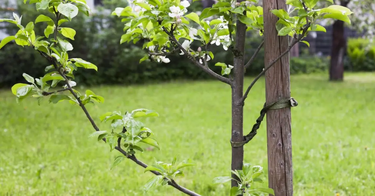 Set and Forget Garden Jobs for November