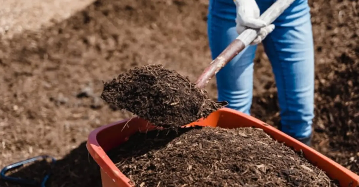 Set and Forget Garden Jobs for November