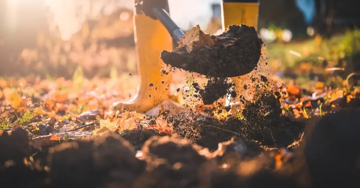 Vegetable Seeds to Sow in November
