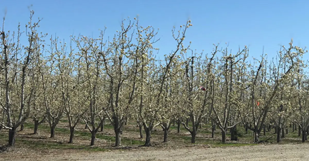 When to Plant Cherry Trees