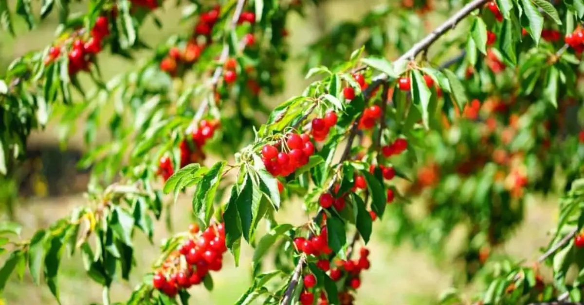 When to Plant Cherry Trees