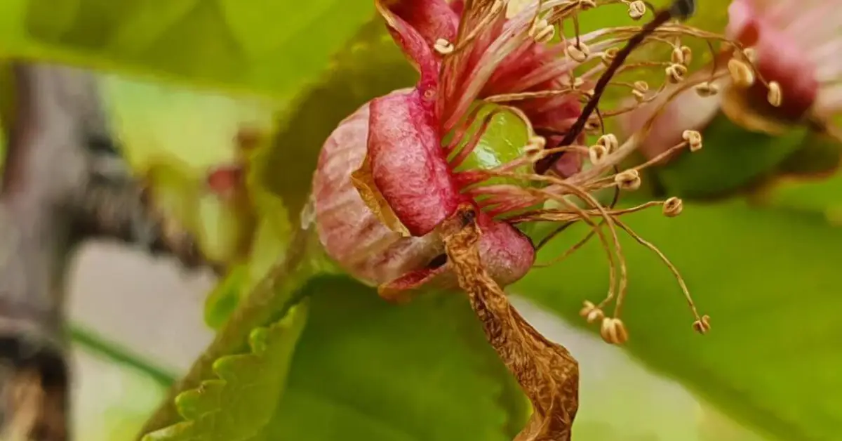 When to Plant Cherry Trees