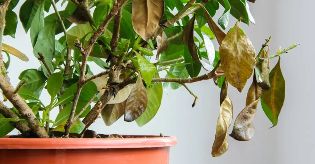 Why Are My Houseplants Dying