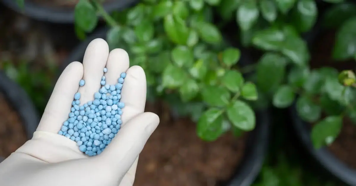 Why You Should Avoid Fertilizer in Your Vegetable Garden