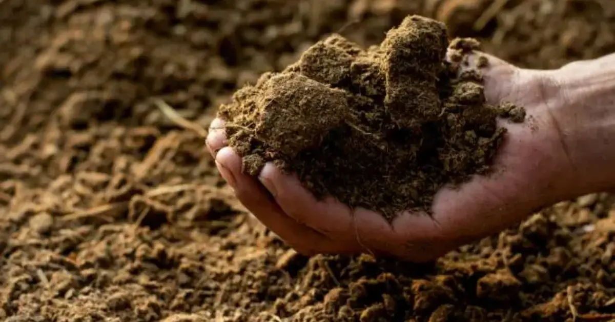 Why You Should Avoid Fertilizer in Your Vegetable Garden