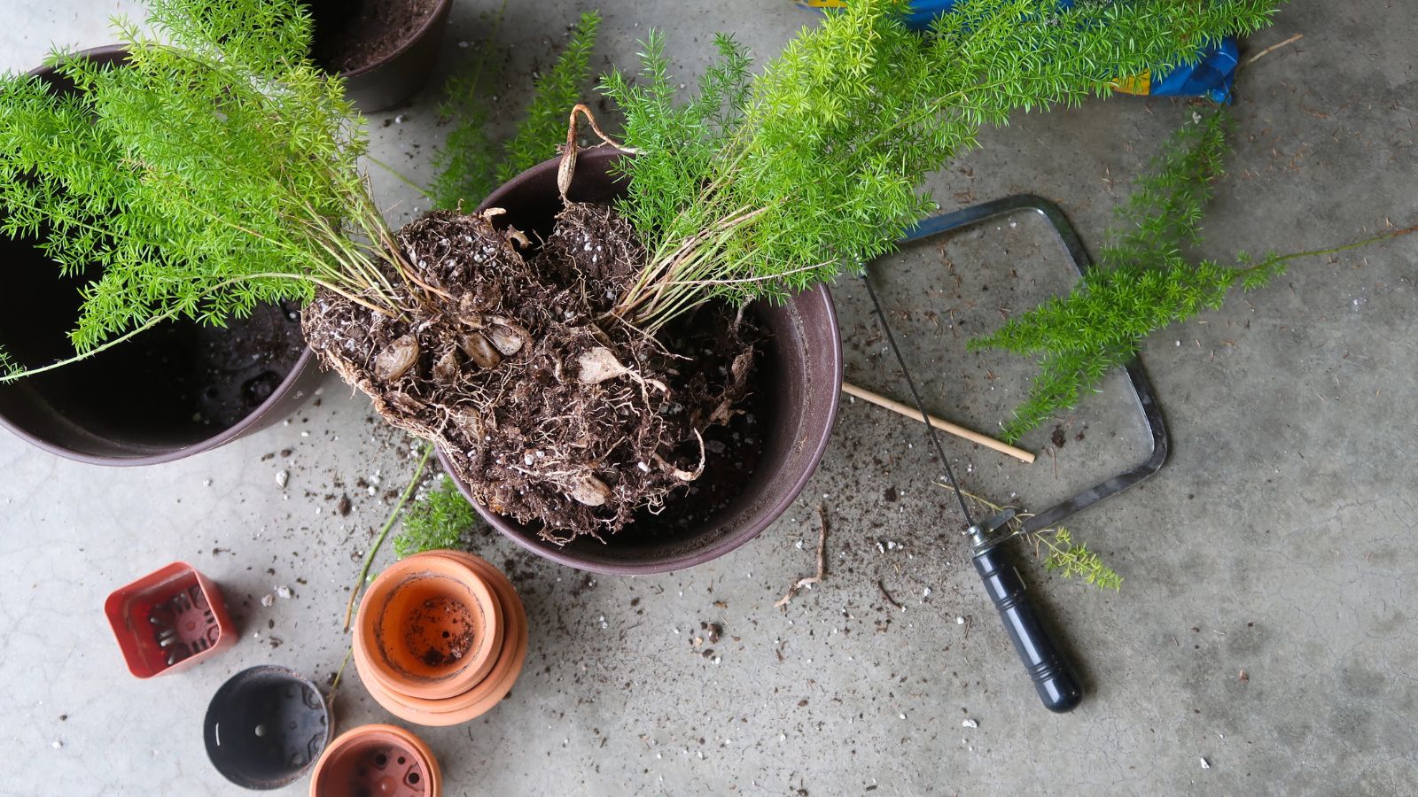 Overhead view of a root-bound foxtail fern being divided beside small pots
