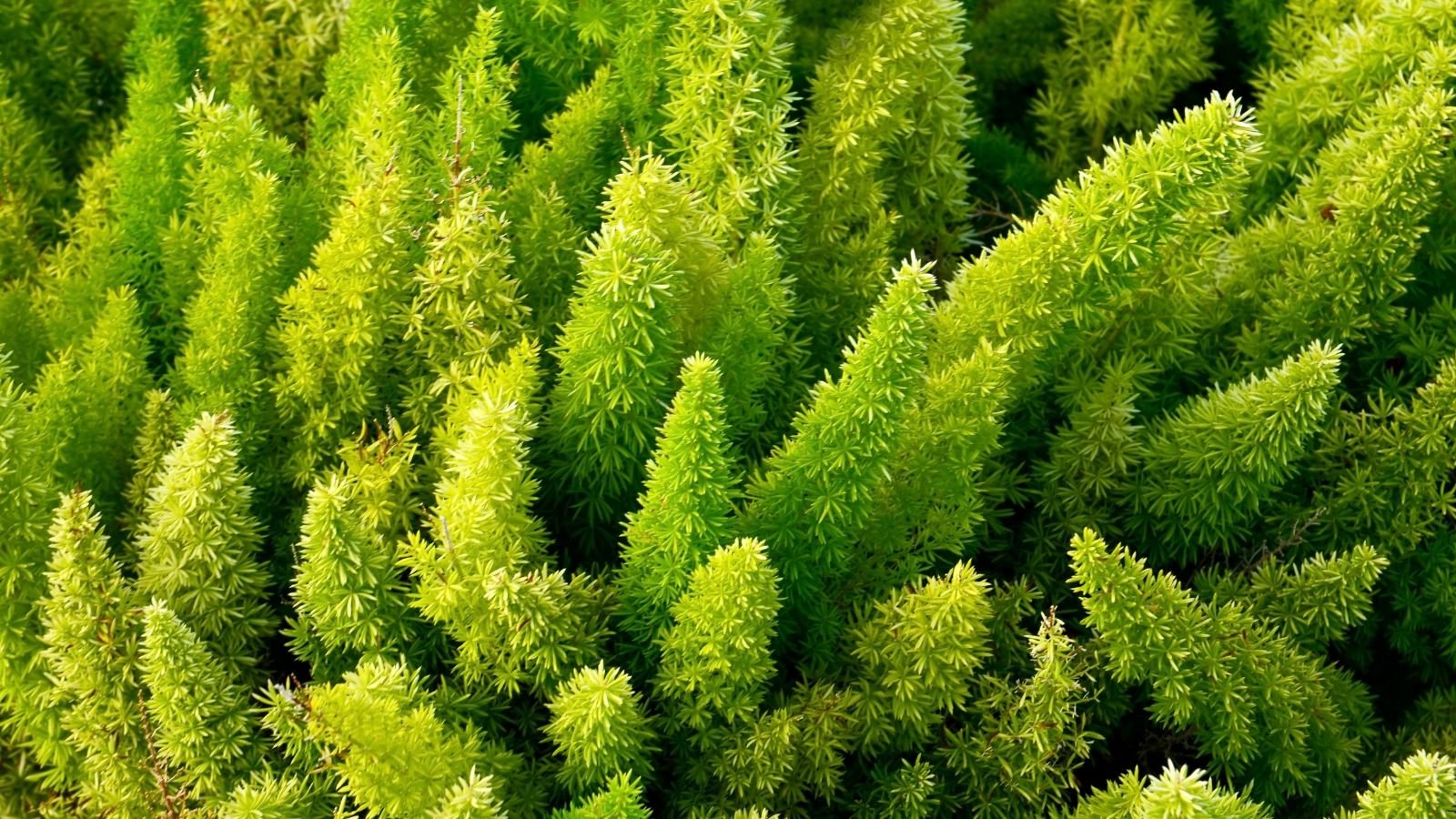 Bright light green, spiky foxtail fern fronds pointing upward in sunlight