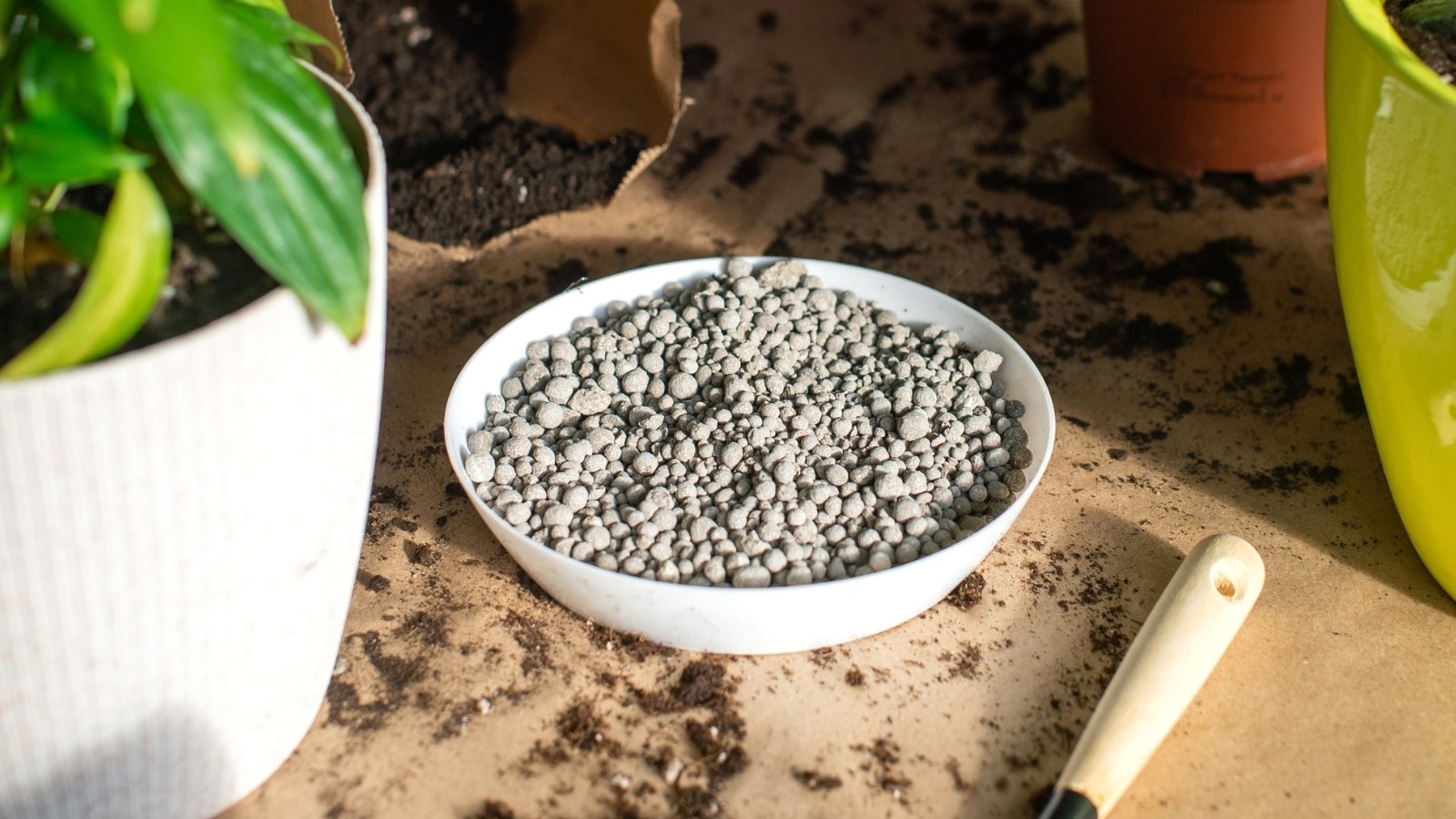 Shallow bowl of gray granular fertilizer among potted plants on a wooden table