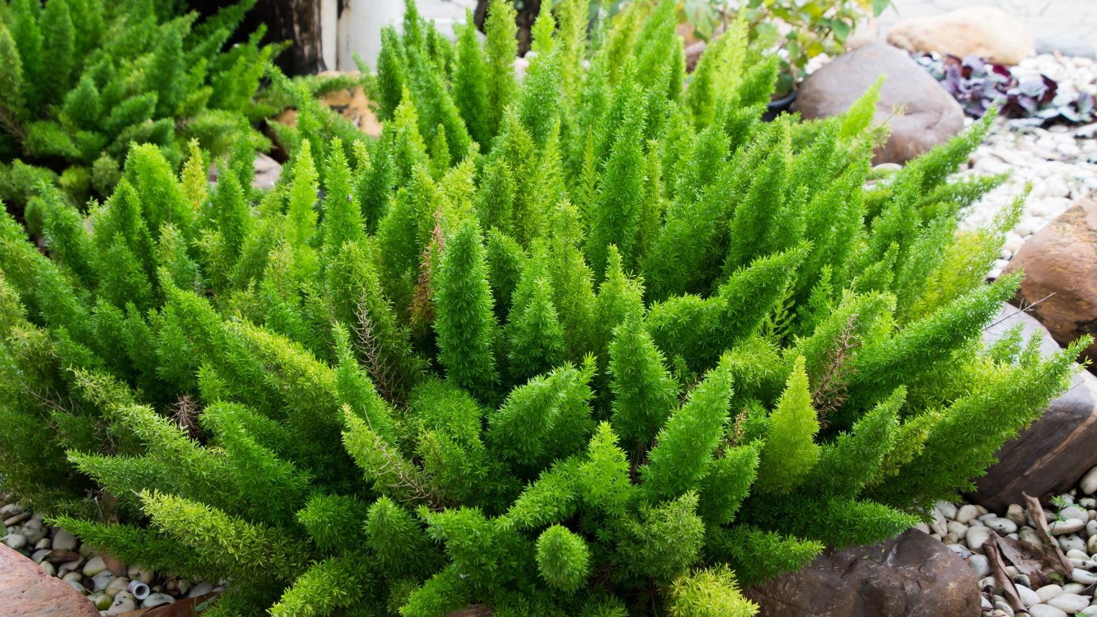Close-up of green, bushy, feathery foxtail fern fronds growing on stony ground outdoors